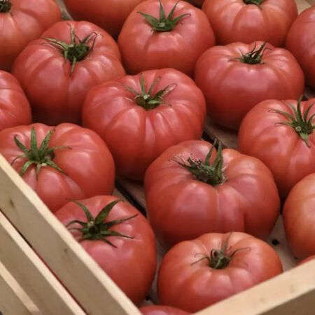 Blushing Star, (F1) Tomato Seeds - Packet image number null